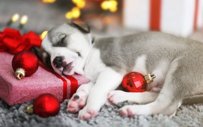 Mr. Bowjangle’s Christmas competition