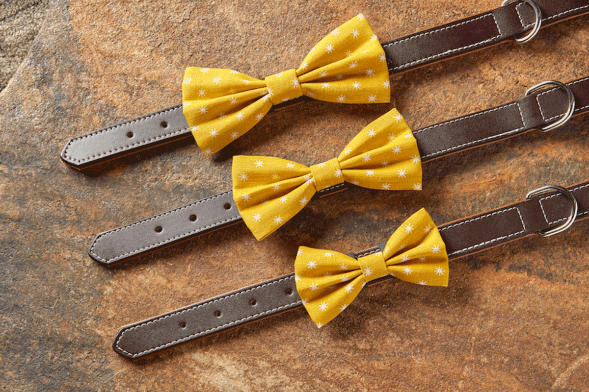 Classical Star Dog Bow Tie – Mimosa - Image 3