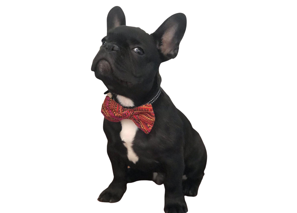 Bowjangle Jaipur Collection Bowjangle Dog Bow Ties